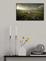 Sheep Poster och Canvastavla