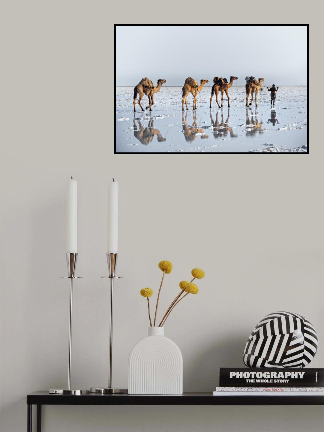 Reflections of an ancient life Poster och Canvastavla
