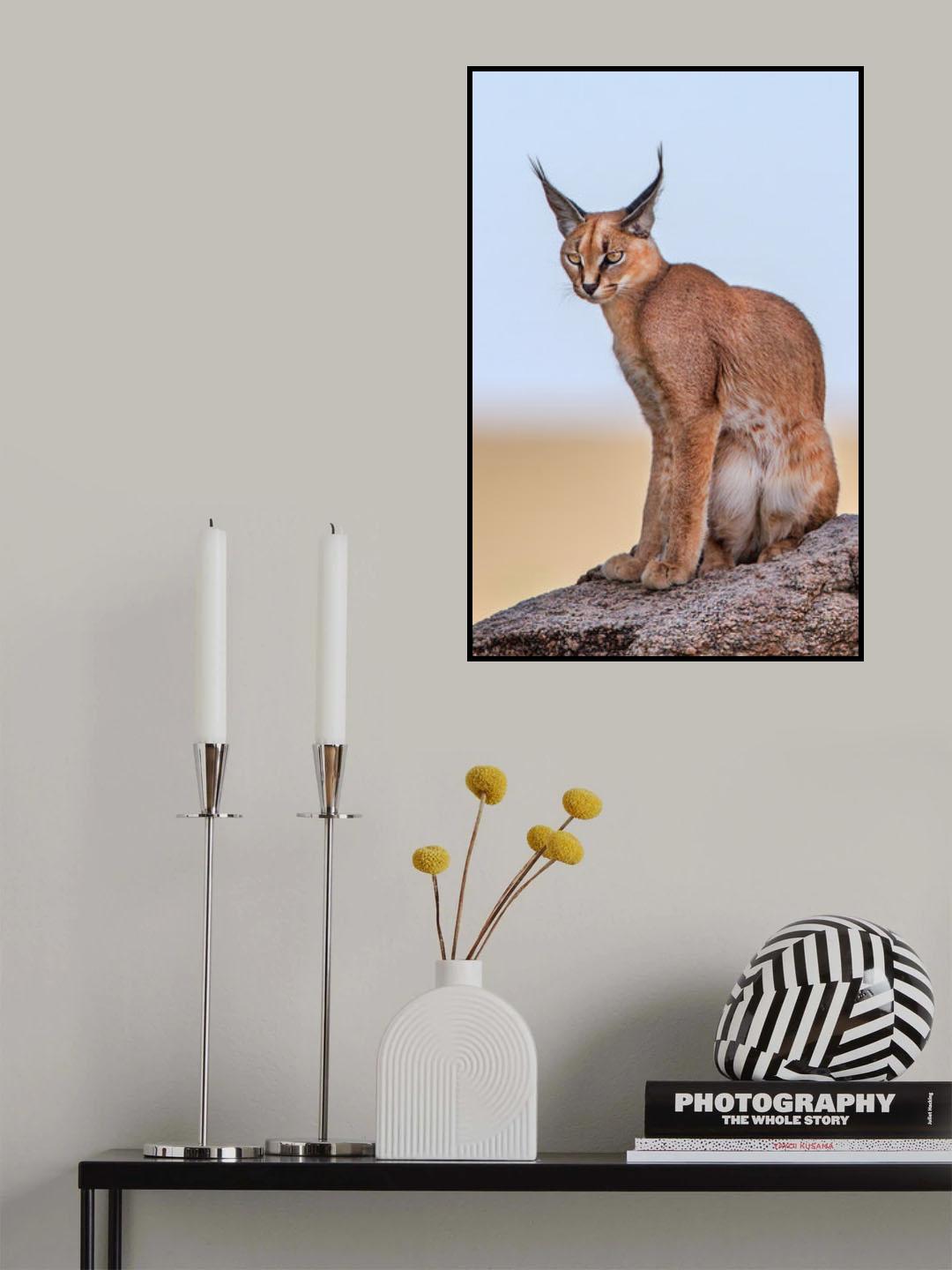 Caracal Poster och Canvastavla