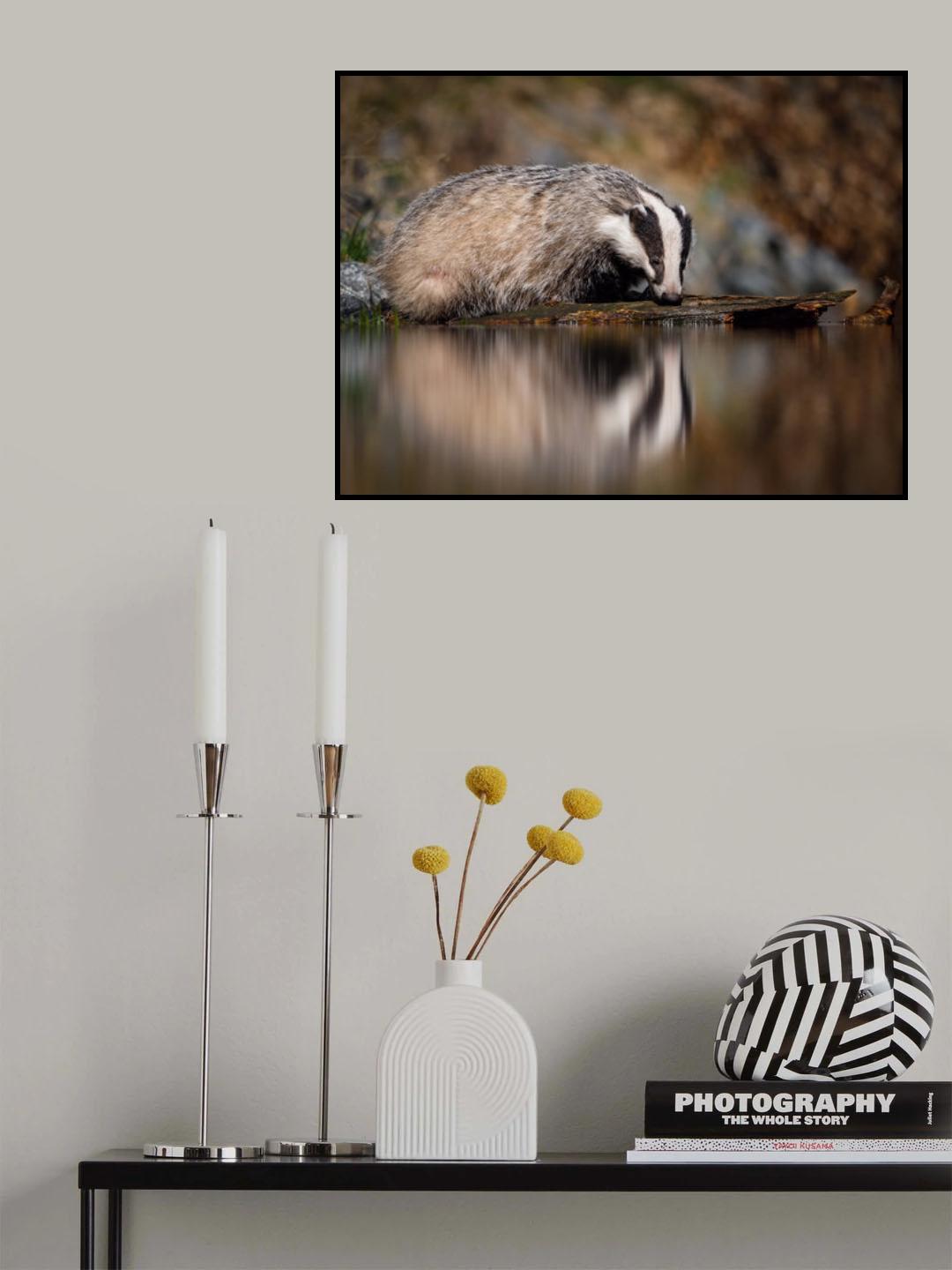 European badger, Meles meles Poster och Canvastavla