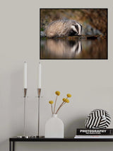 European badger, Meles meles Poster och Canvastavla