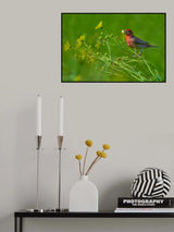 House Finch and Flowers Poster och Canvastavla