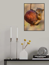 Squirrel Poster och Canvastavla