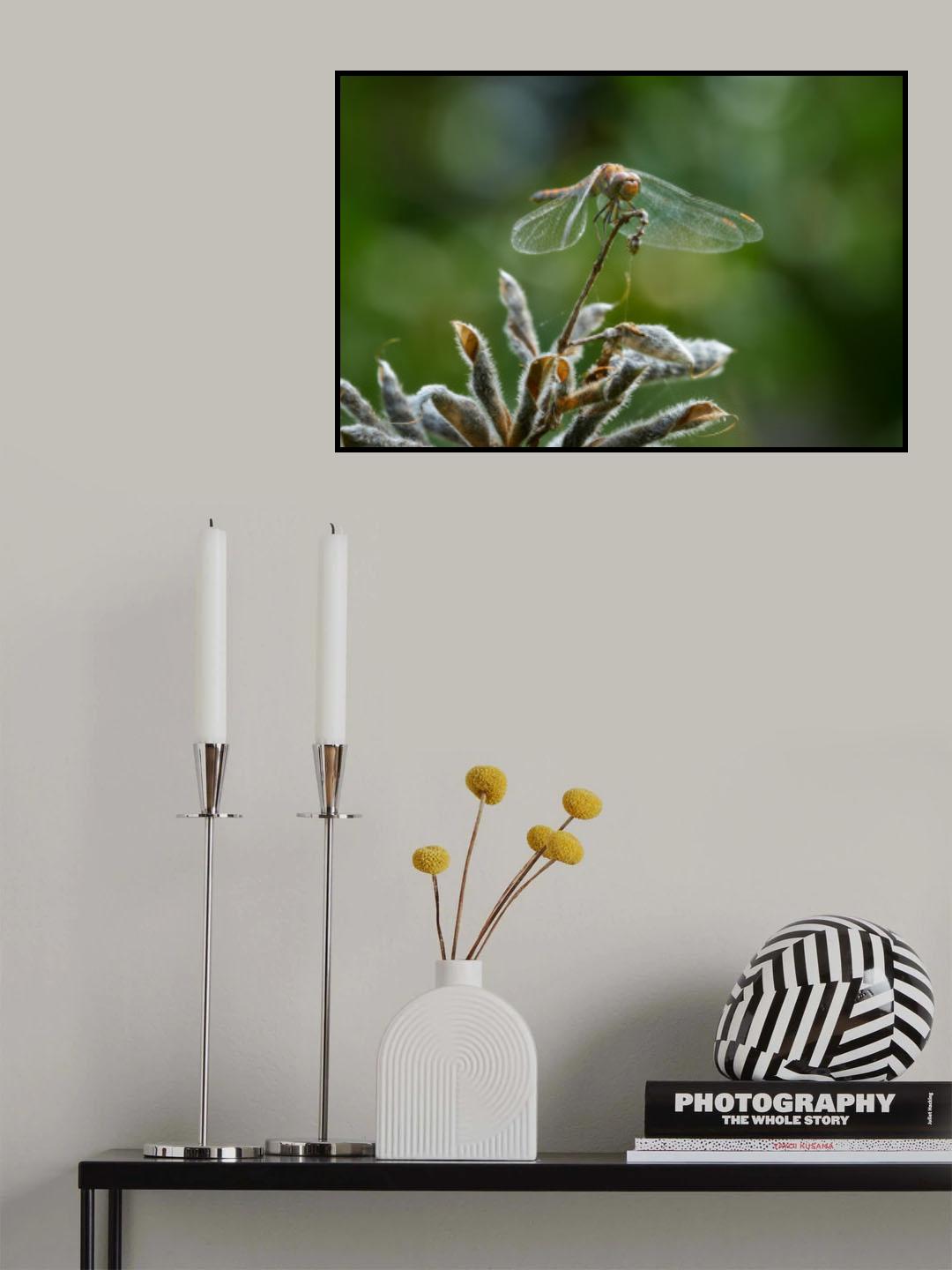 Dragonfly resting on lupine seedpods Poster och Canvastavla