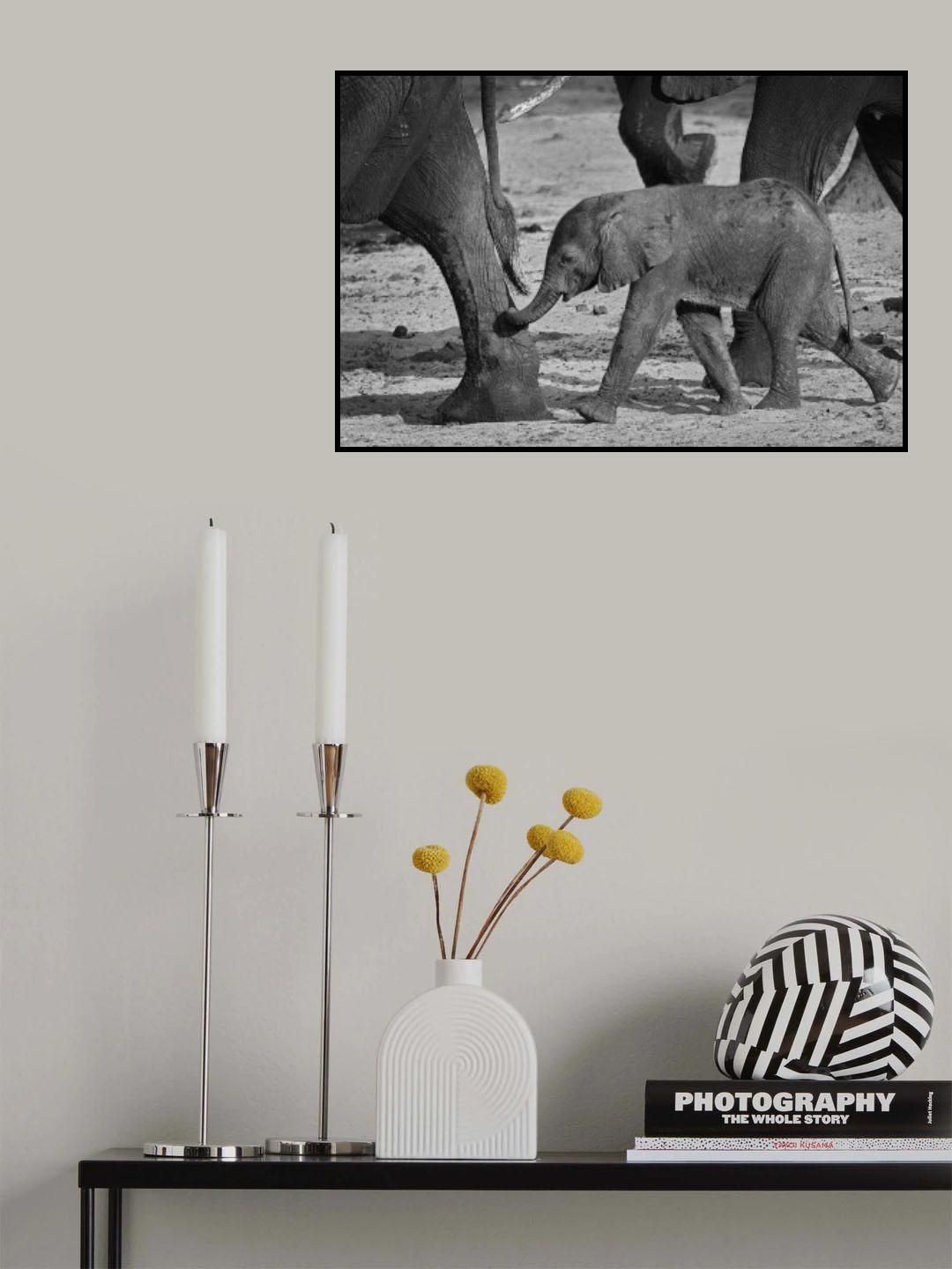 baby elephant Poster och Canvastavla