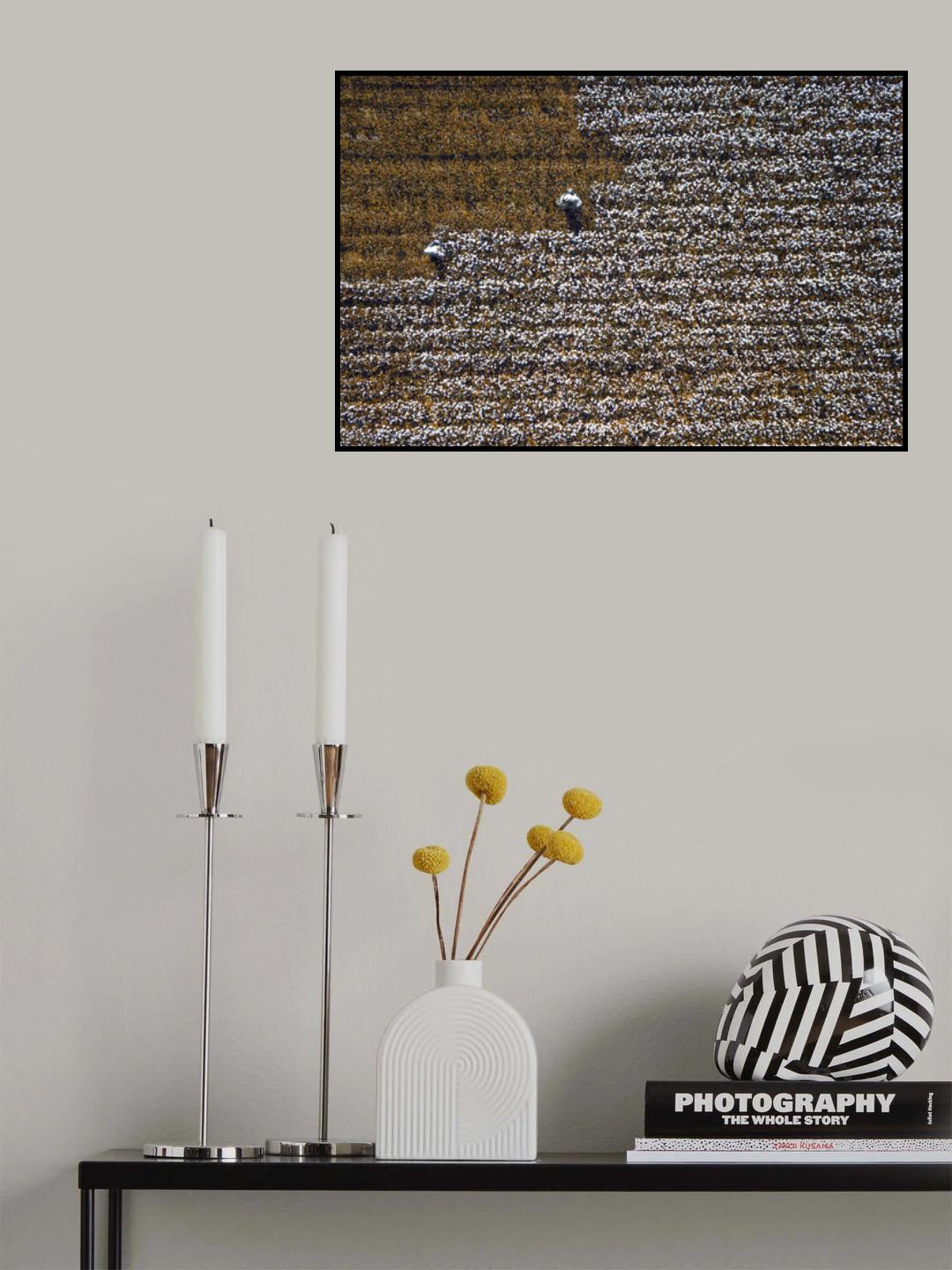 Cotton world Poster och Canvastavla