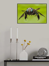 "Flight" Poster och Canvastavla