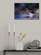 Stranded Poster och Canvastavla