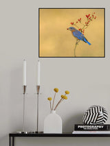 Eastern  Bluebird Poster och Canvastavla