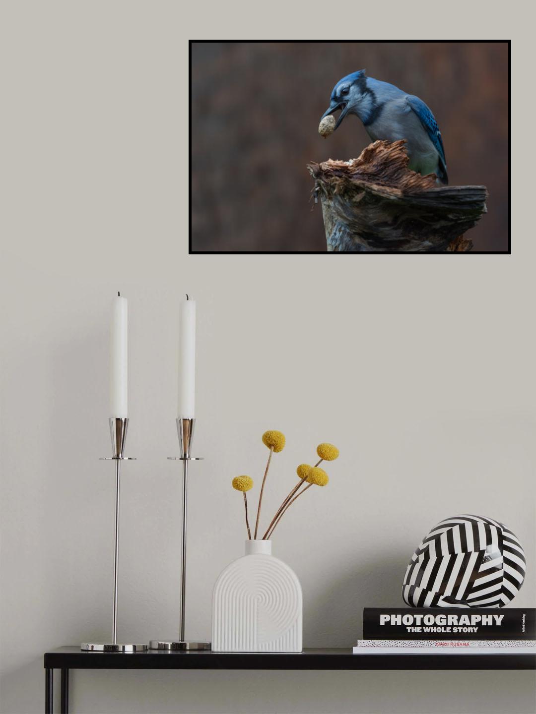 Blue jay provision for autumn Poster och Canvastavla