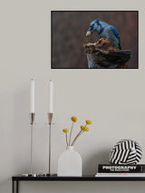 Blue jay provision for autumn Poster och Canvastavla