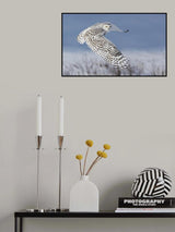 Snowy Owl Poster och Canvastavla