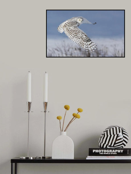 Snowy Owl Poster och Canvastavla