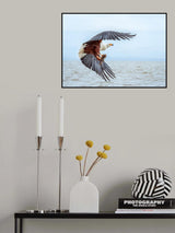 African Fish Eagle Poster och Canvastavla