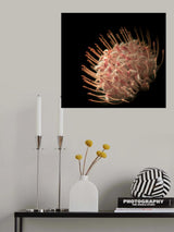 Spring in San Francisco, Abstractly Poster och Canvastavla