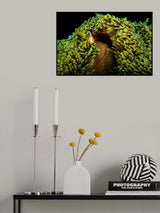 Symbiotic relation Poster och Canvastavla