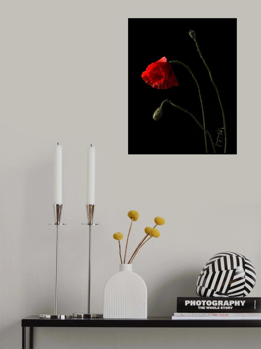 Poppies Poster och Canvastavla