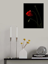 Poppies Poster och Canvastavla