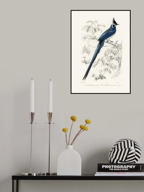 Black Throated Magpie Jay Poster och Canvastavla