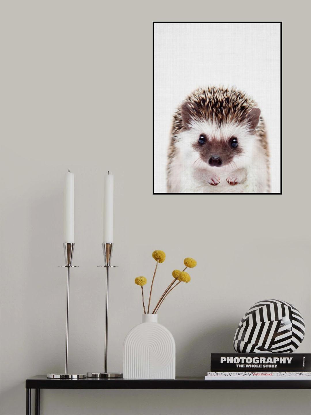 Peekaboo Hedgehog Poster och Canvastavla