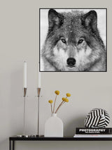 Wolf Portrait Poster och Canvastavla
