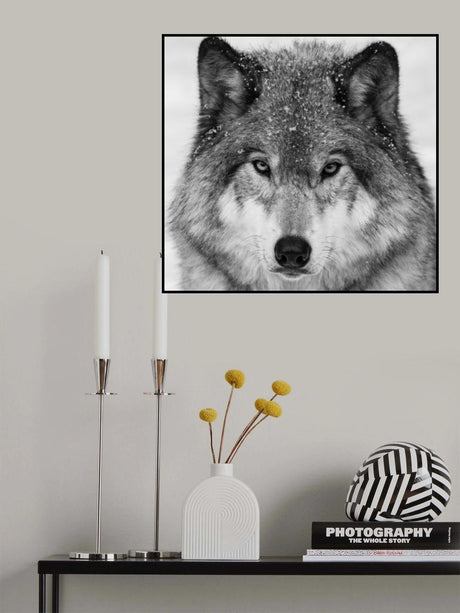 Wolf Portrait Poster och Canvastavla