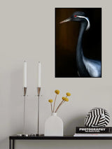 Demoiselle crane portrait Poster och Canvastavla