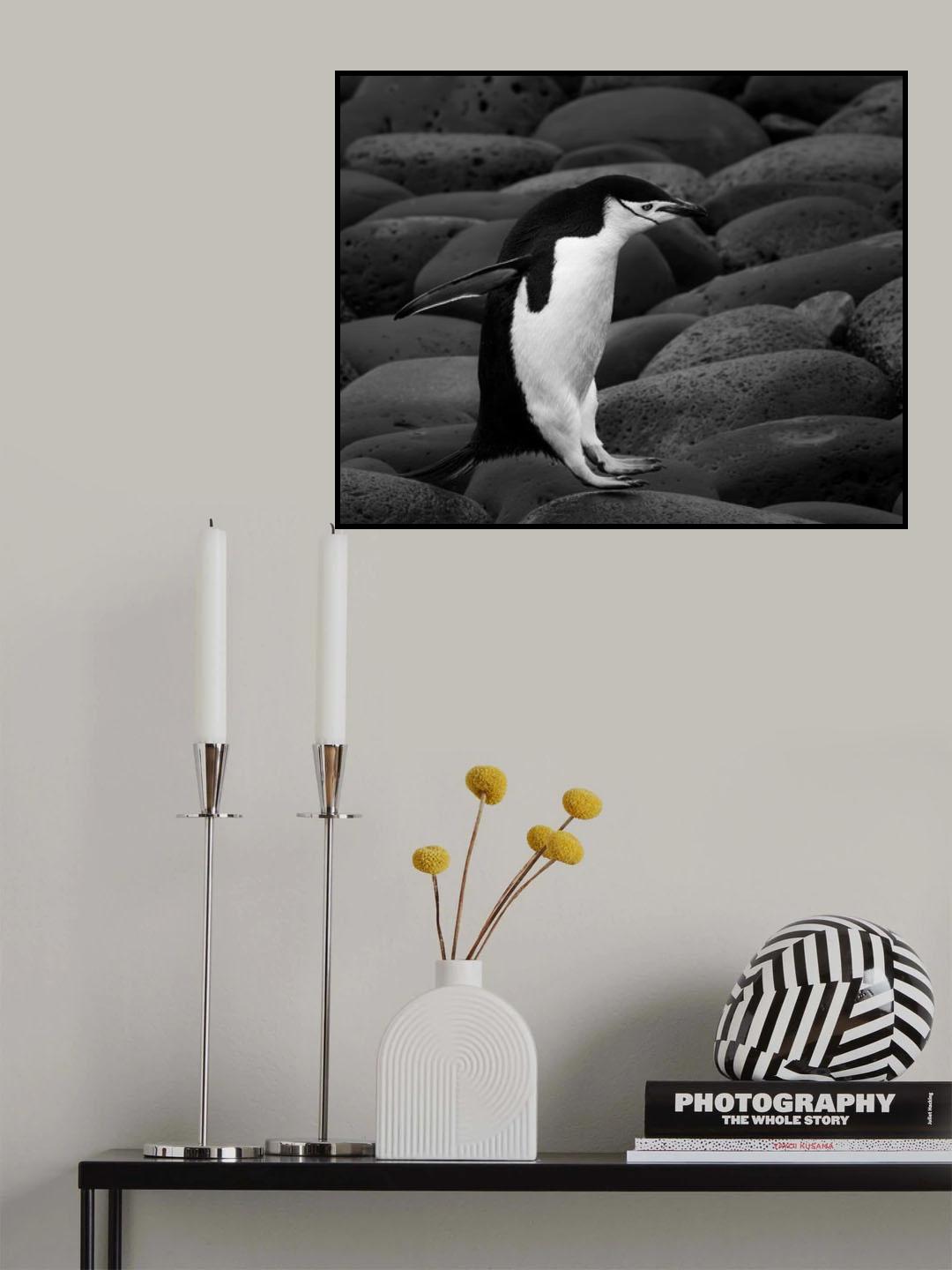 Chinstrap penguin Poster och Canvastavla