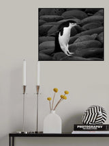Chinstrap penguin Poster och Canvastavla