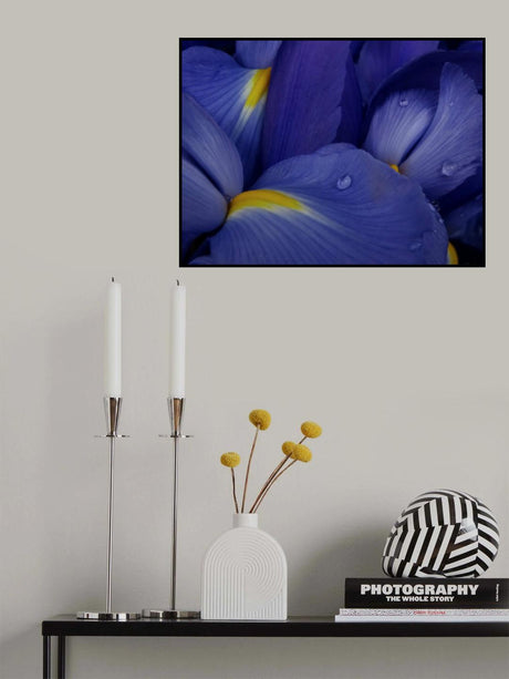 Irises Poster och Canvastavla