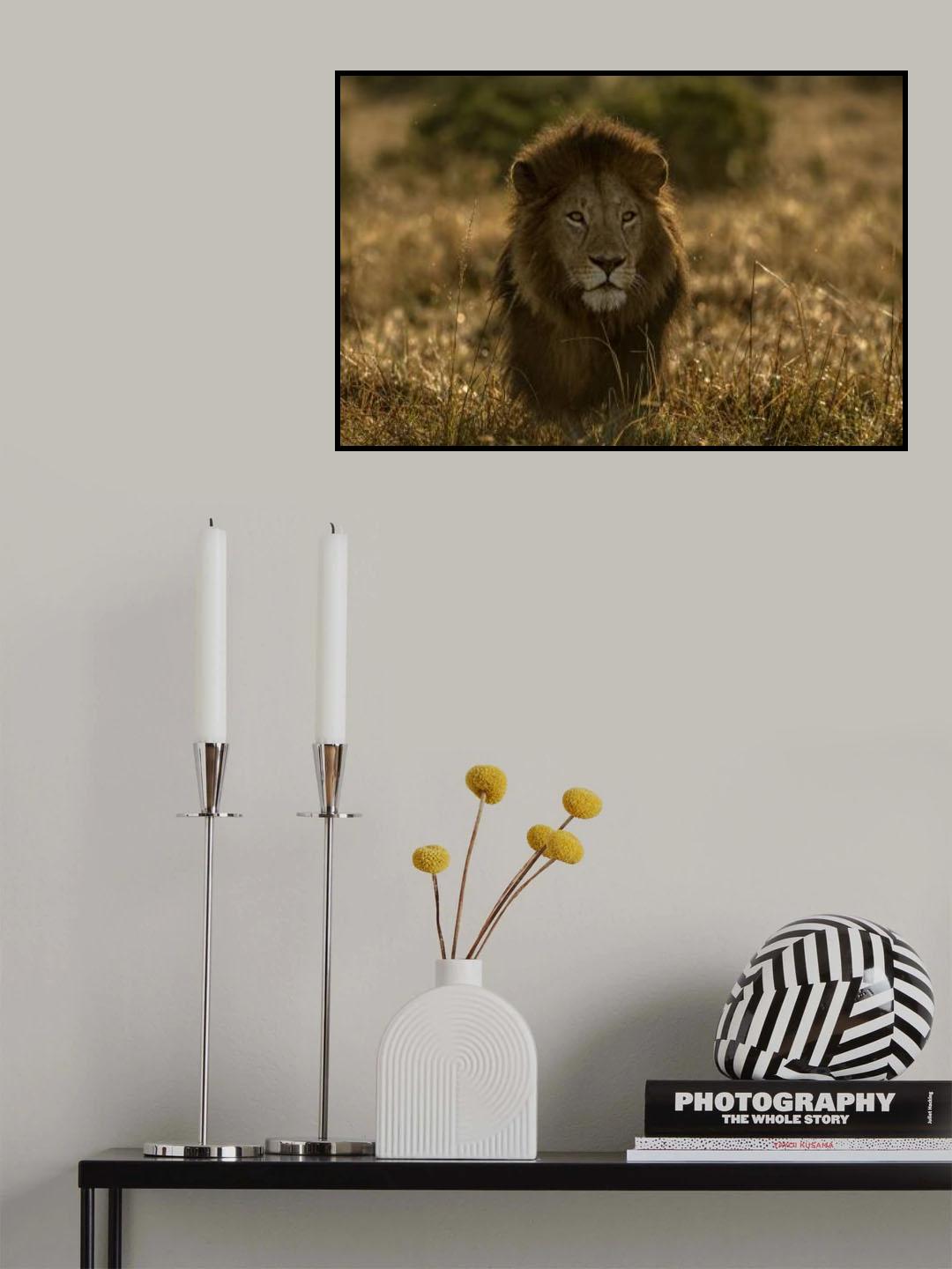 olope male lion Poster och Canvastavla