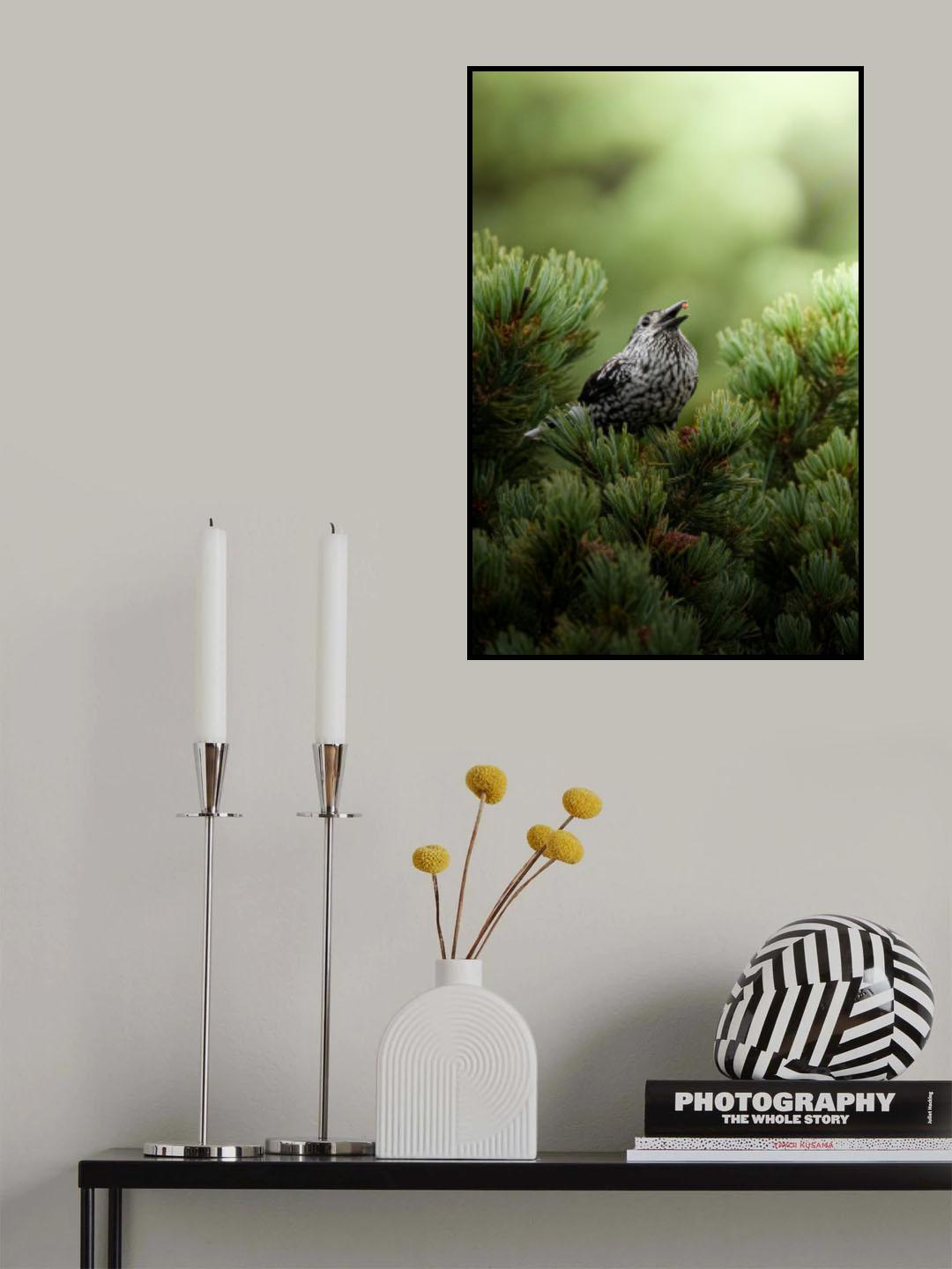 Lunchtime at Spotted nutcracker Poster och Canvastavla
