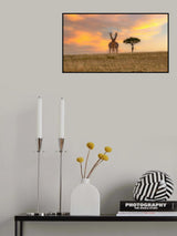 African Savannah Giraffe Poster och Canvastavla