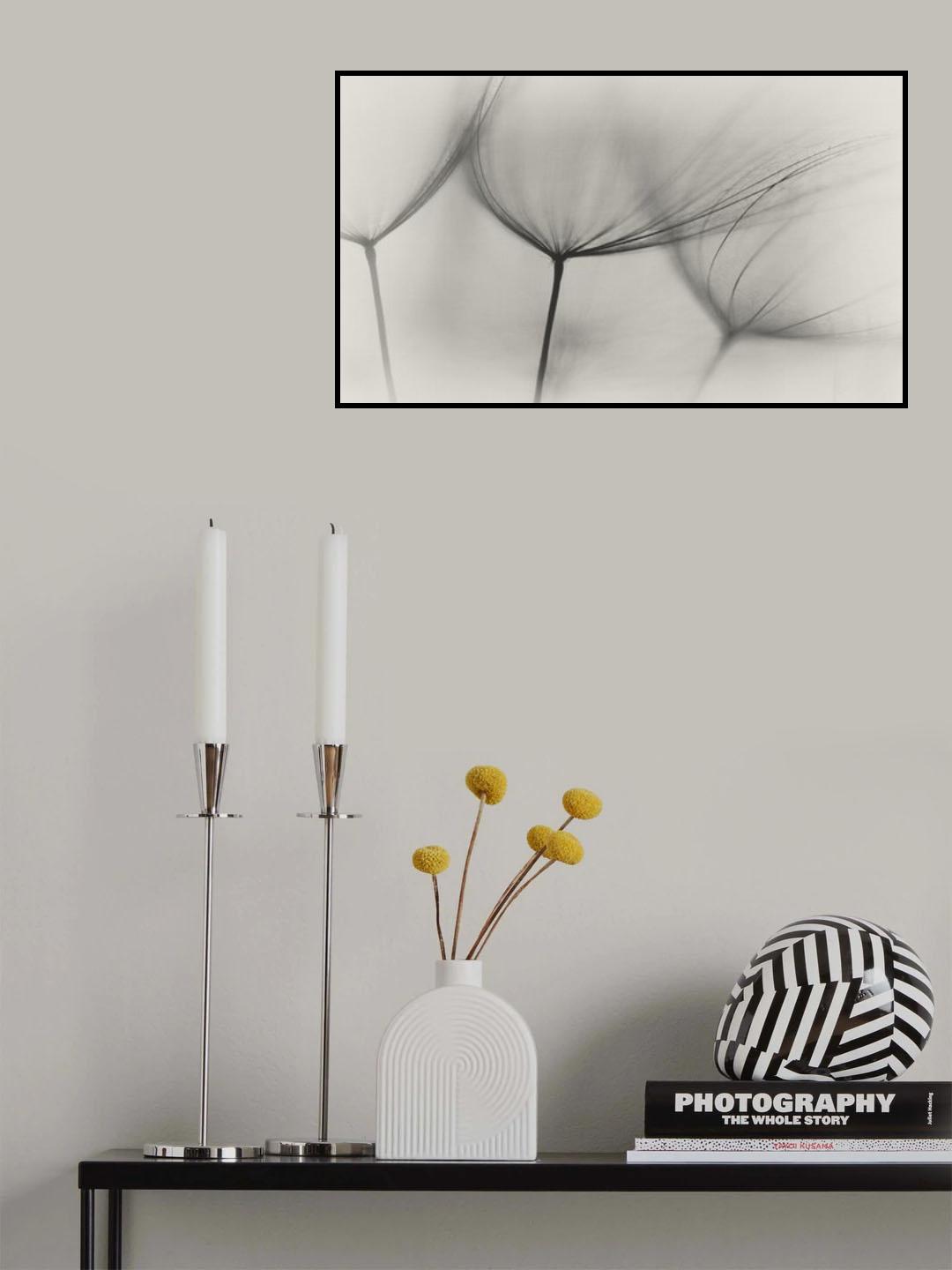 Tragopogon Poster och Canvastavla