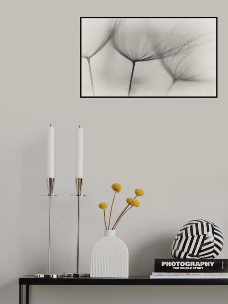 Tragopogon Poster och Canvastavla