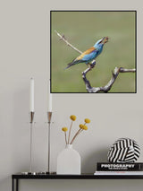 Show-off Poster och Canvastavla