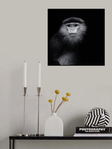 ...ape #2 Poster och Canvastavla