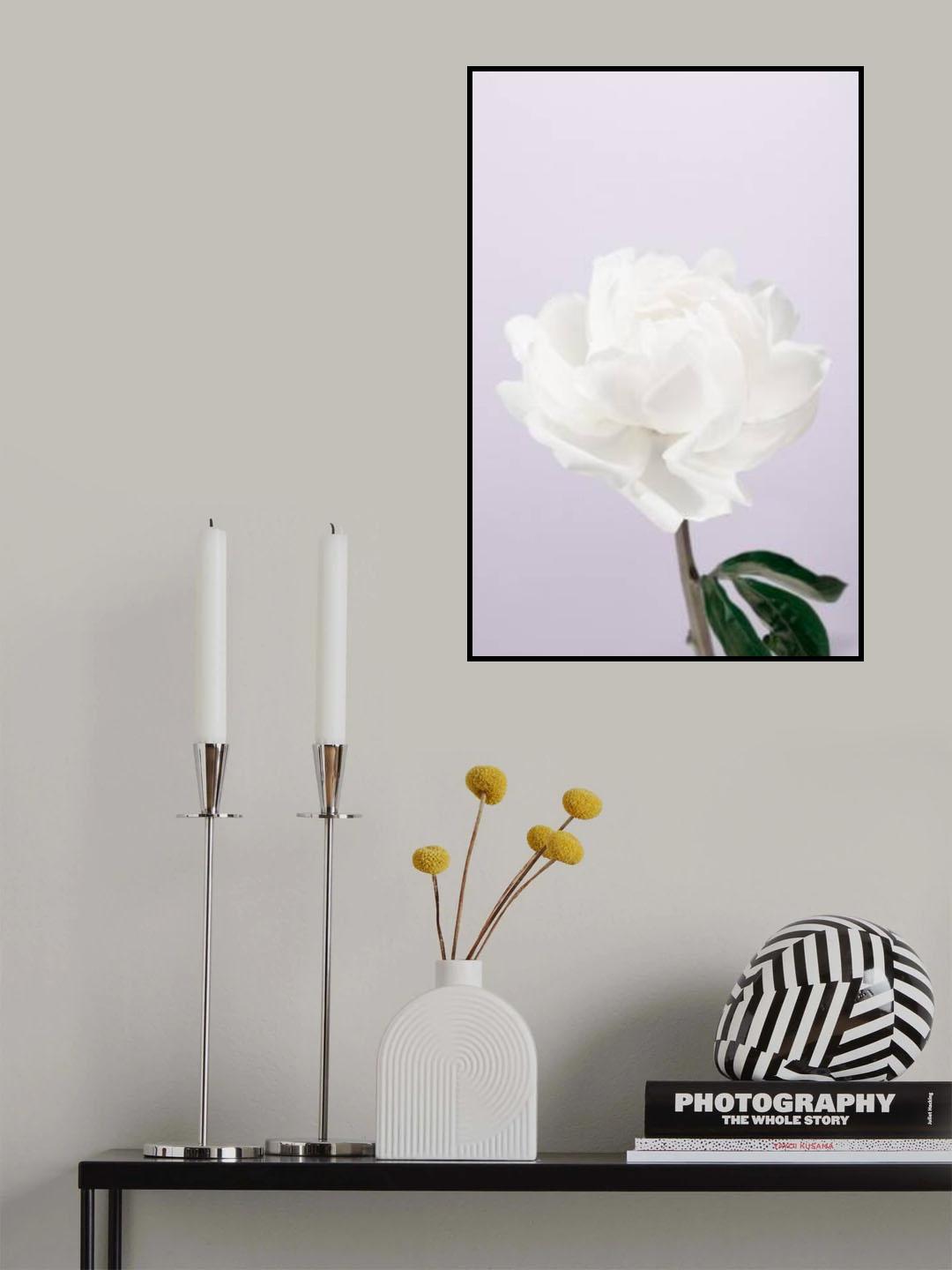 Peony_3 Poster och Canvastavla