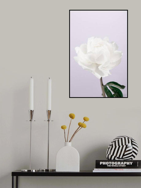 Peony_3 Poster och Canvastavla