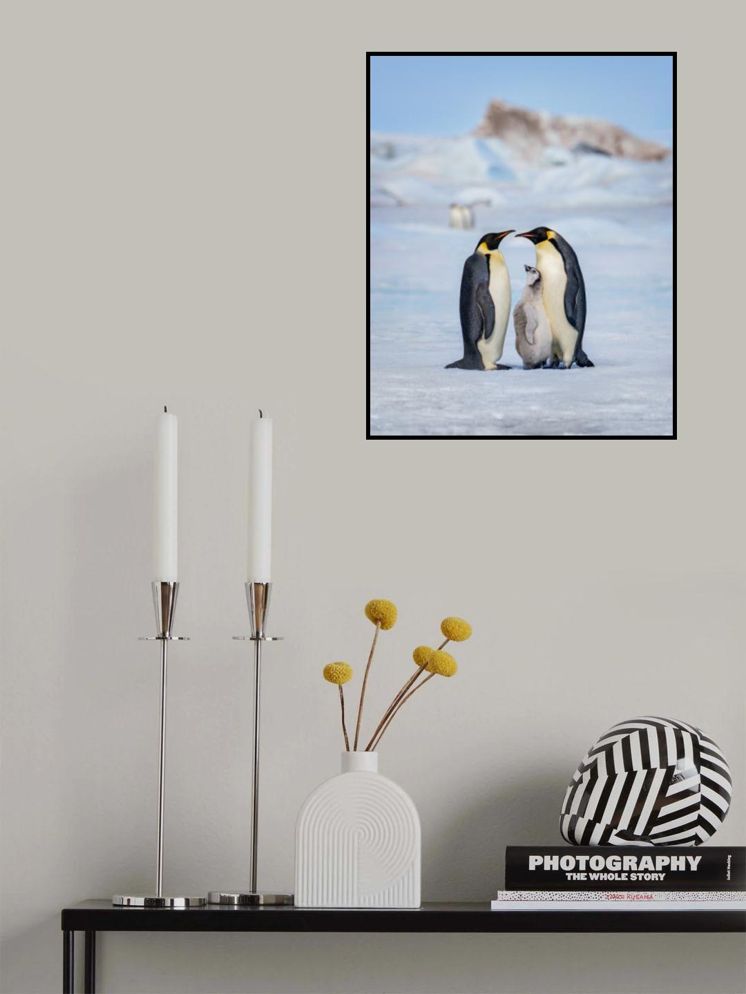Emperor penguin family Poster och Canvastavla