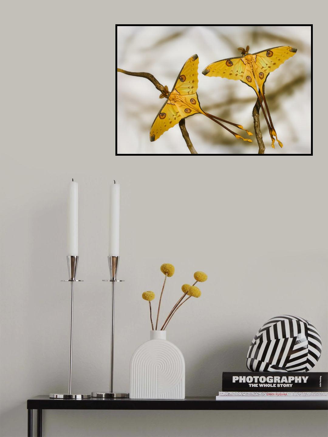 Comet moths Poster och Canvastavla