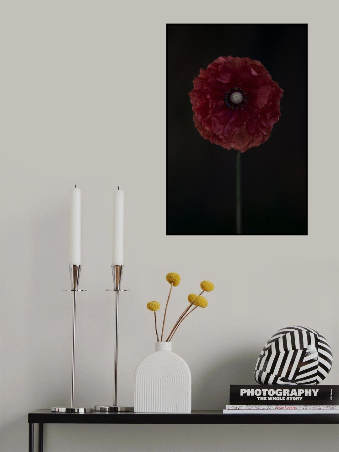 One red poppy Poster och Canvastavla