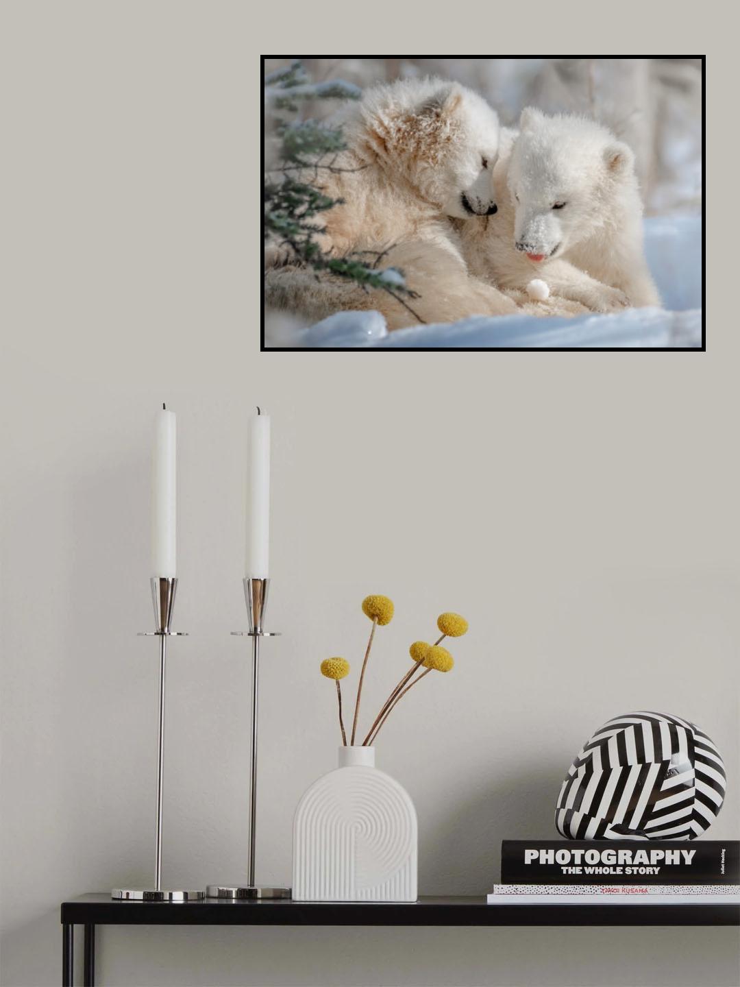 Polar Bear Siblings Poster och Canvastavla