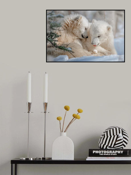 Polar Bear Siblings Poster och Canvastavla