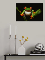 Red-eyed tree frog Poster och Canvastavla