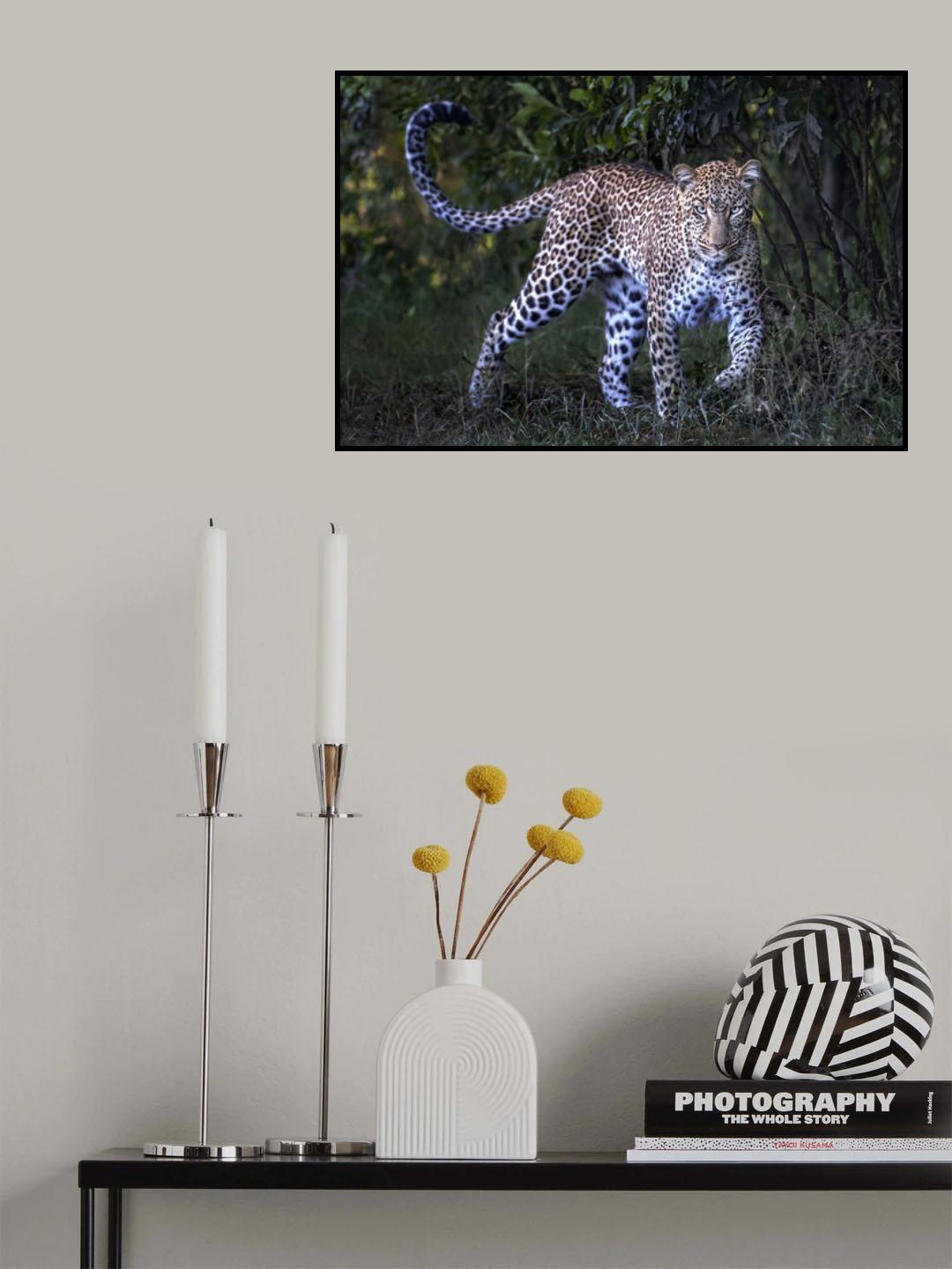 Eye contact Poster och Canvastavla