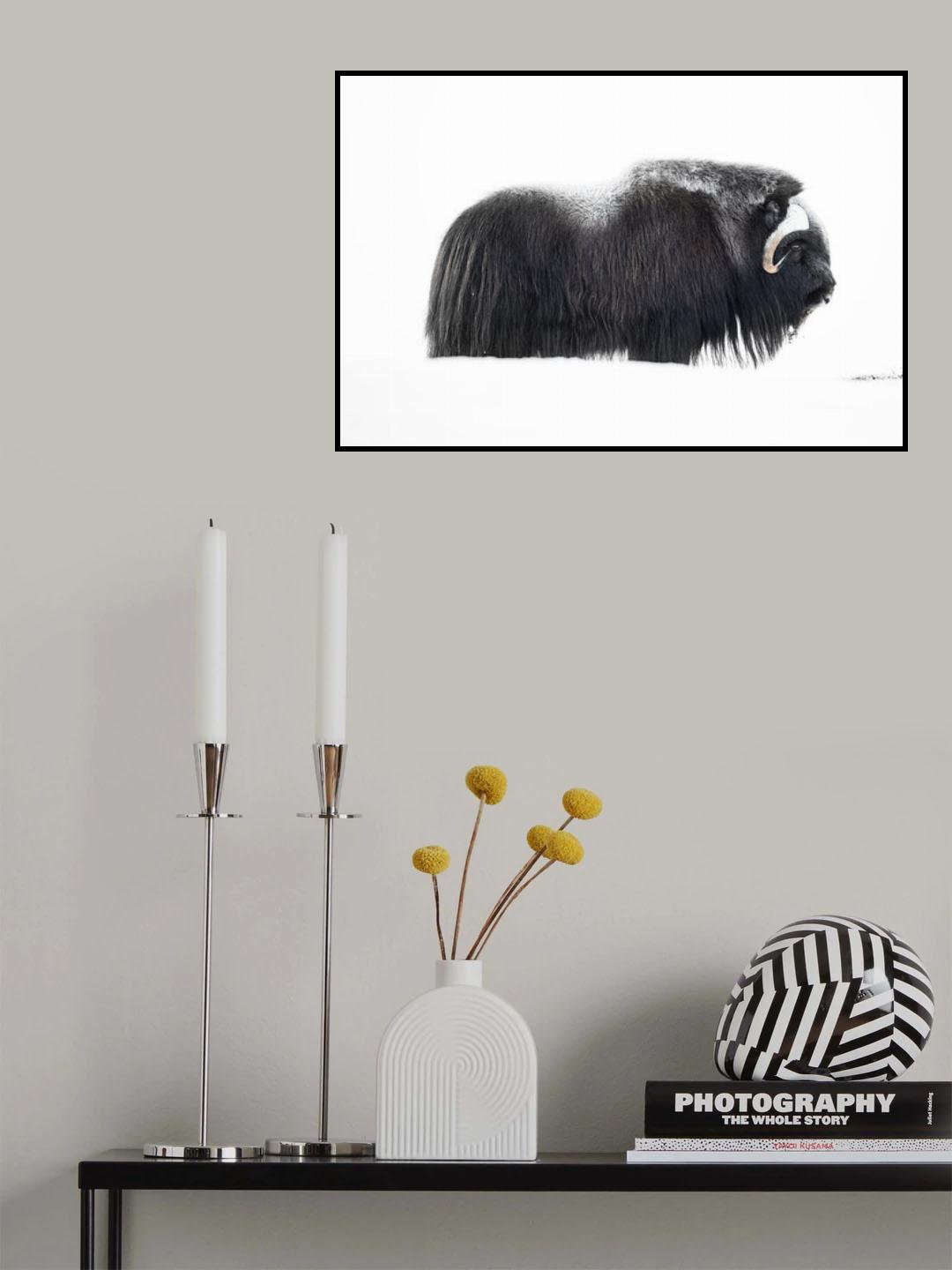 Muskox Poster och Canvastavla