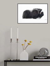 Muskox Poster och Canvastavla
