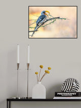 Southern Yellow-billed Hornbill Poster och Canvastavla