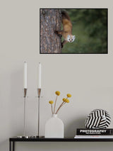 Pine Marten Poster och Canvastavla